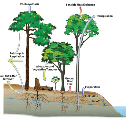 Above- and Belowground Ecosystem Measurements illustration
