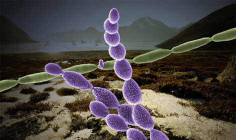 Microbes over thawing permafrost.