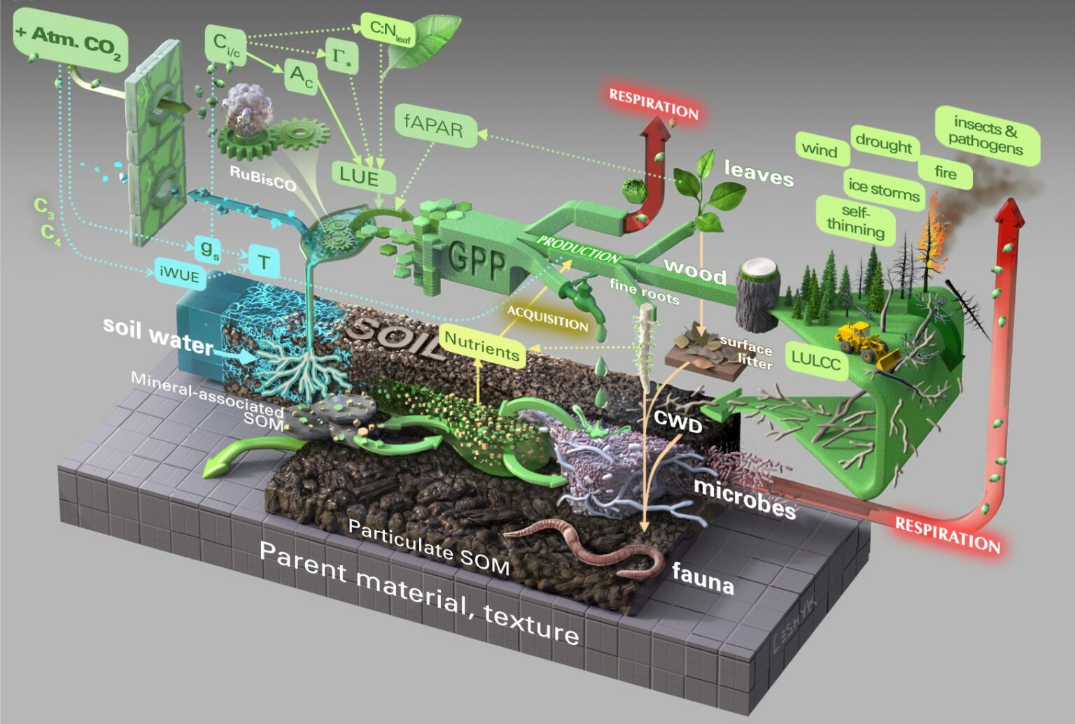 Understanding Carbon Feedbacks: The Interaction Of Atmospheric CO2 And ...