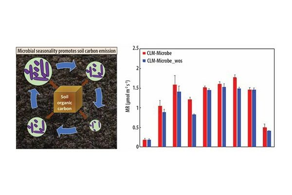 High Microbial Fluctuations in Soil Increase Carbon Emissions