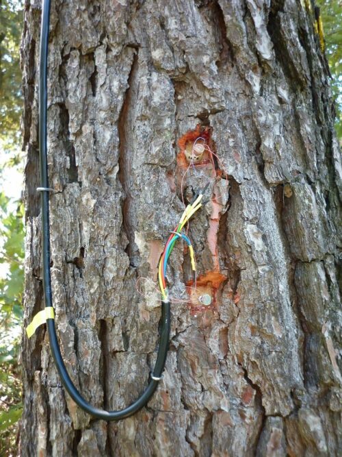 A sap flux sensor on a pine tree.