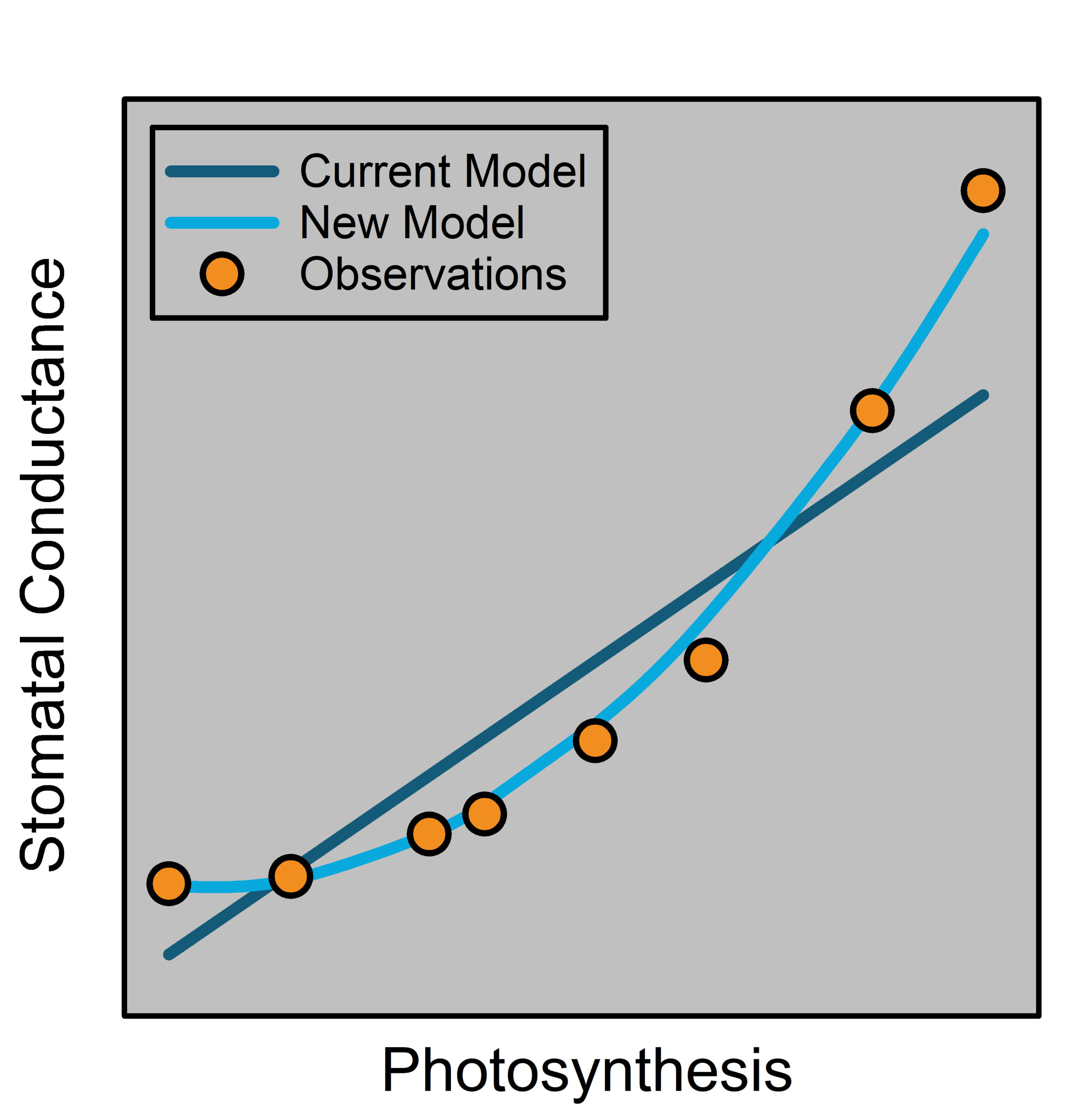 Graph of stomatal conductance and photosynthesis.