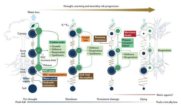 Figure of hypothesized mechanisms that influence mortality as drought progresses.