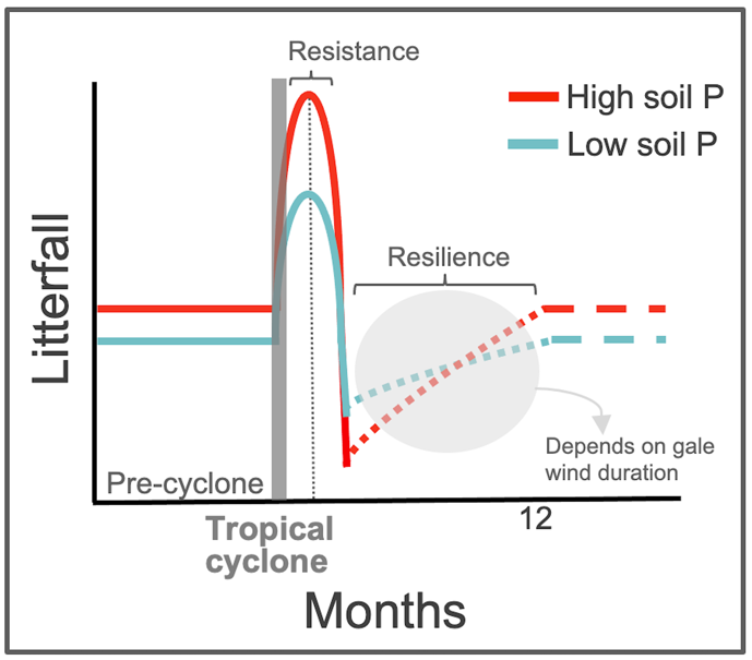Graph of reference conditions, cyclone-induced pulses, and post-cyclone trajectories of litterfall.