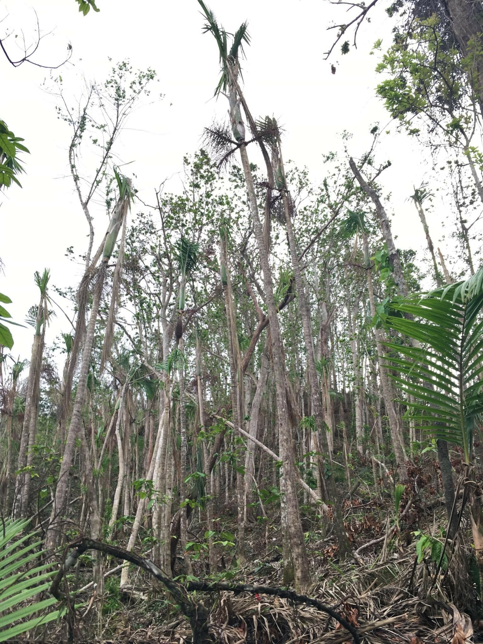 Forest canopy damage in Puerto Rico following Hurricane Maria in 2017.