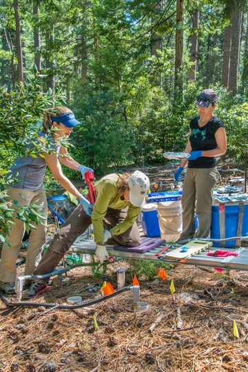 Scientists work in a forest.