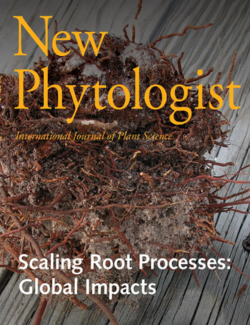 Cover of Scaling Root Processes: Global Impacts Workshop Summary New Phytologist Virtual Special Issue.