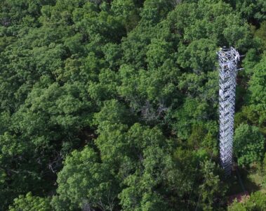 MOFLUX Tower in the forest.